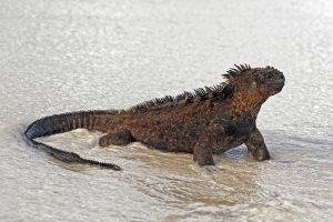 Galapagos Safari-Meeresbio Seminar