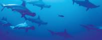 Socorro-schooling-hammerheads-001