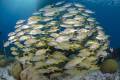 Sun Reef Tauchen#2